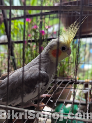 সুন্দর ও স্বাস্থ্যবান ককাটেল পাখি (Cockatiel) বিক্রি হচ্ছে